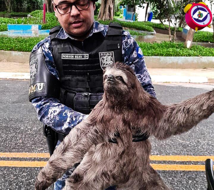 GCM de São Caetano resgata bicho-preguiça GCM de São Caetano resgata bicho-preguiça