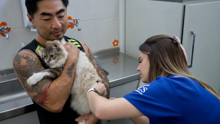 São Caetano promove última campanha de vacinação antirrábica do ano