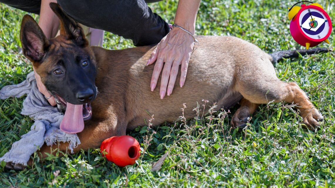 Canil da GCM de São Caetano recebe reforço de dois novos pastores Belga Mallinois