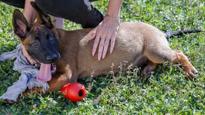 Canil da GCM de São Caetano recebe reforço de dois novos pastores Belga Mallinois